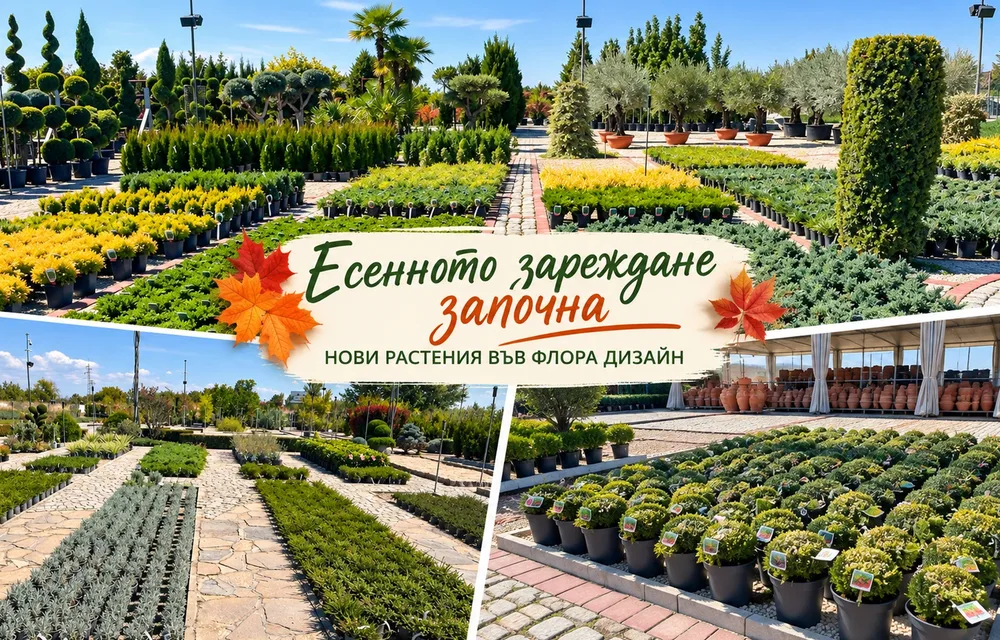 Есенното зареждане започна – нови растения във Флора Дизайн