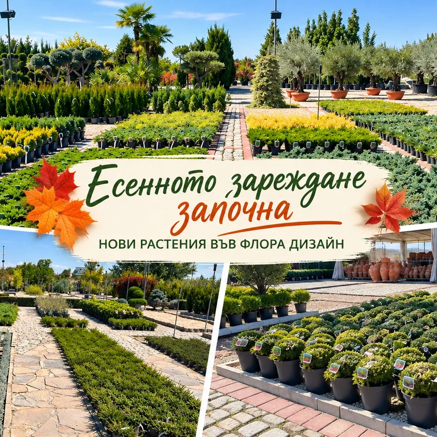 Есенното зареждане започна – нови растения във Флора Дизайн