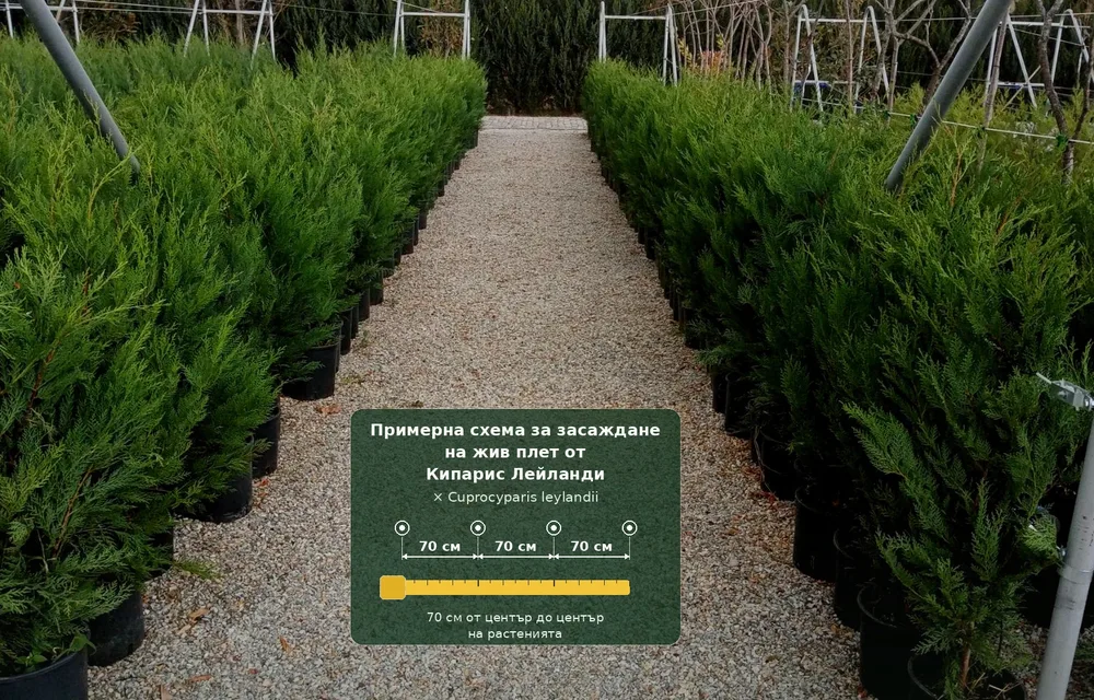 Evergreen Hedge – Which Plants to Choose and How to Plant The