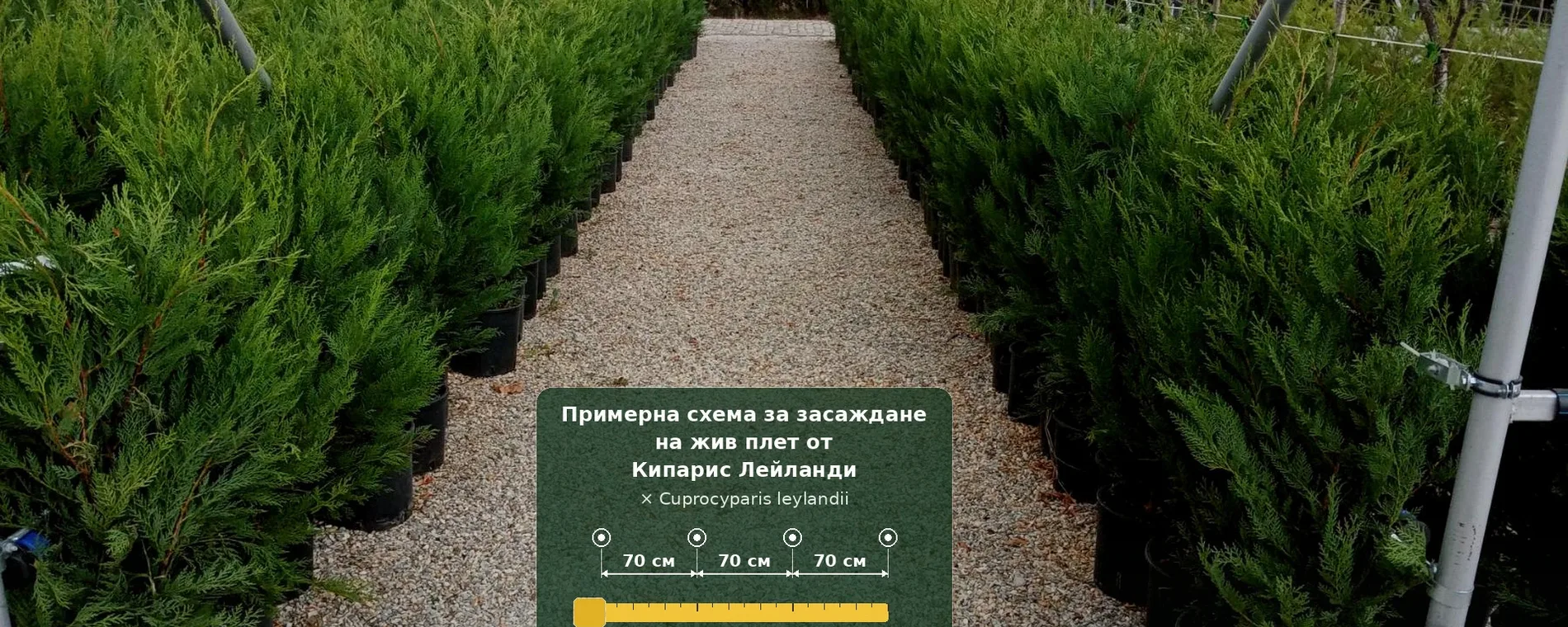 Вечнозелен жив плет – кои растения да изберем и как да ги засадим