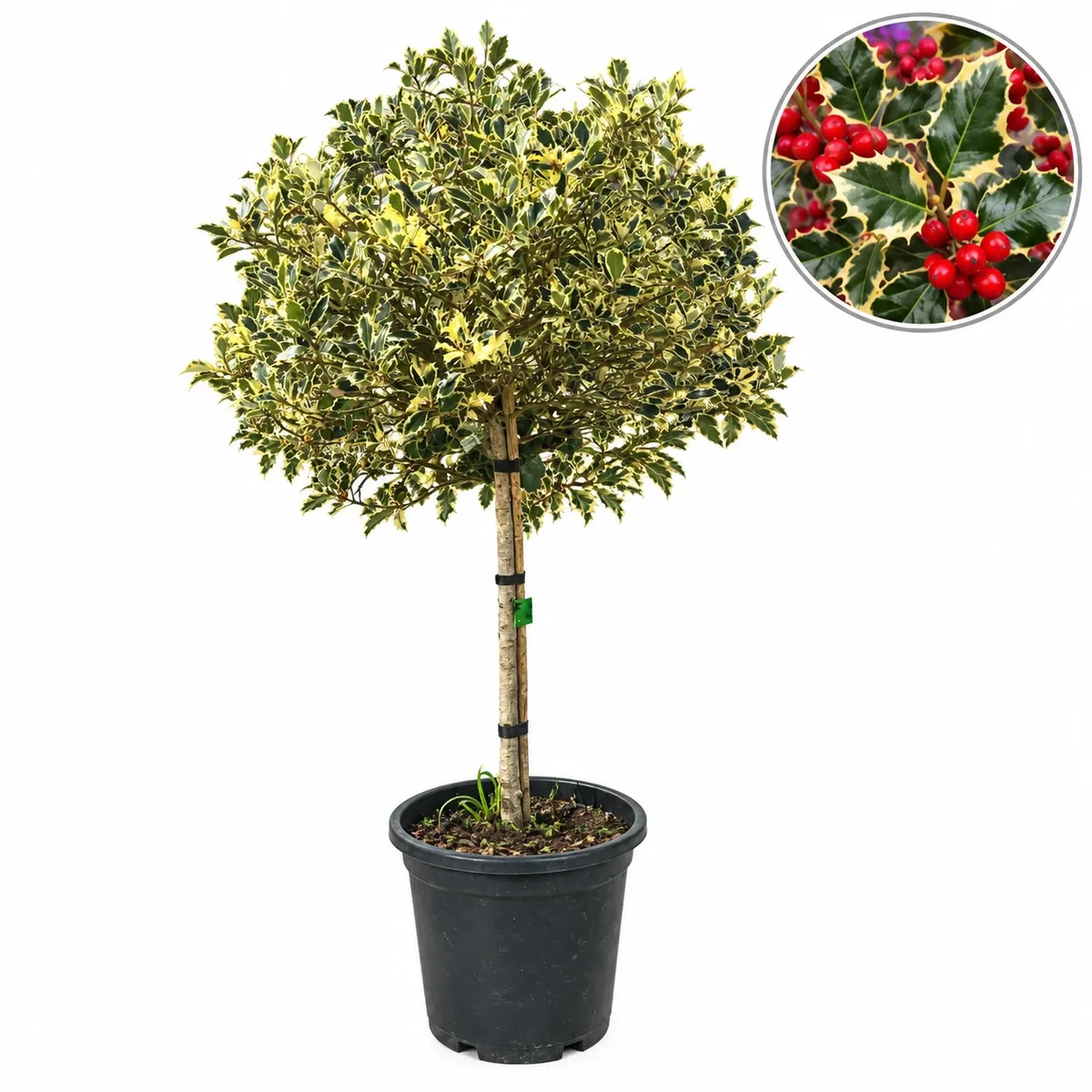 Илекс Стъбло 100см, Корона 50-60см / Ilex aquifolium 'Variegatum'