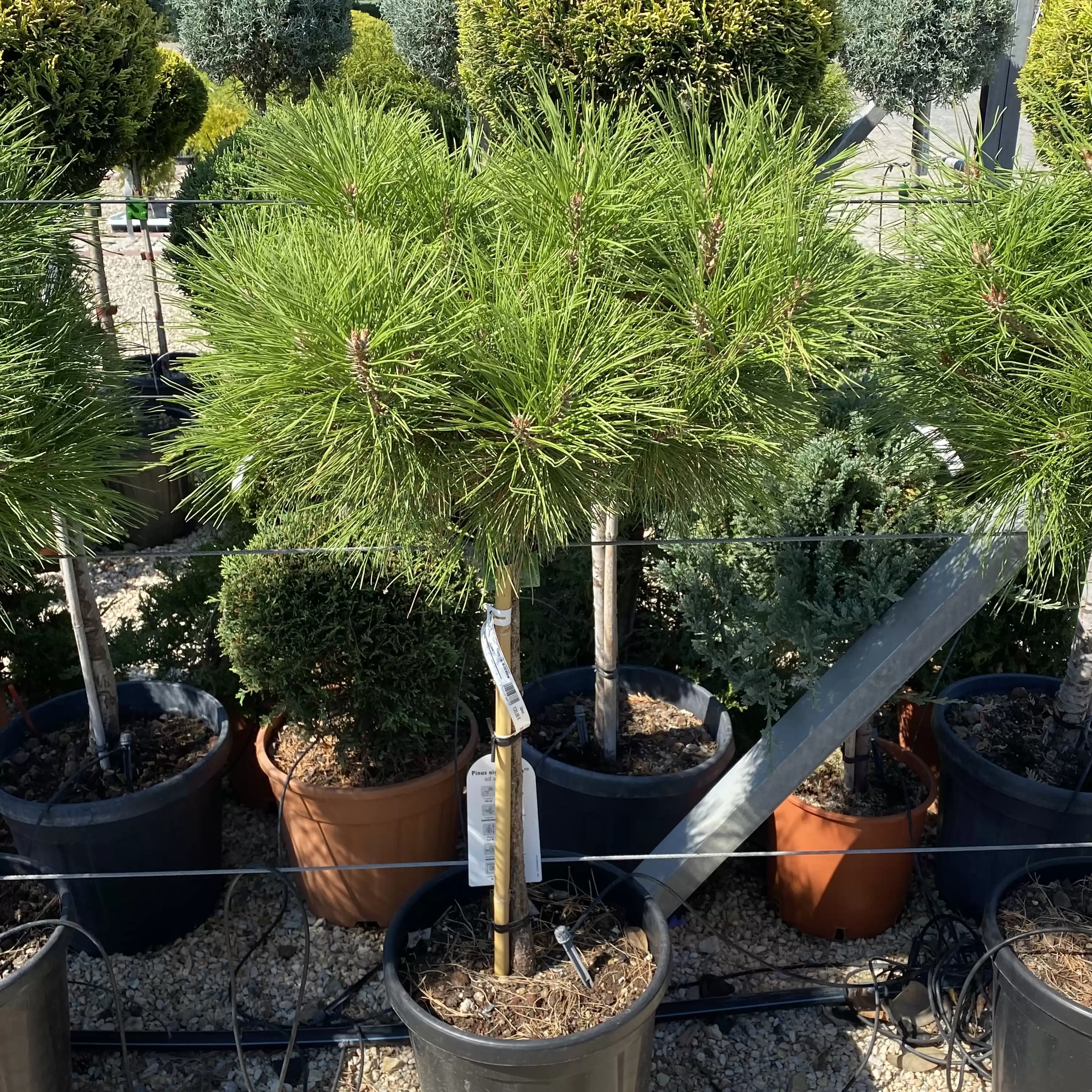 Черен бор Стъбло 50см, Корона 30-40см / Pinus nigra 'Brepo'
