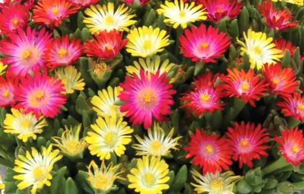 Делосперма, различни цветове / Delosperma