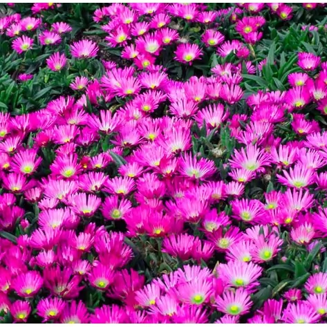 Делосперма, различни цветове / Delosperma