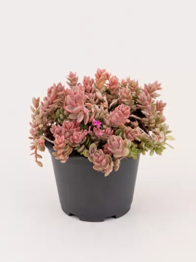 Седум, различни сортове / Sedum acre