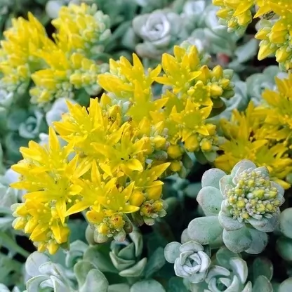 Седум, различни сортове / Sedum acre