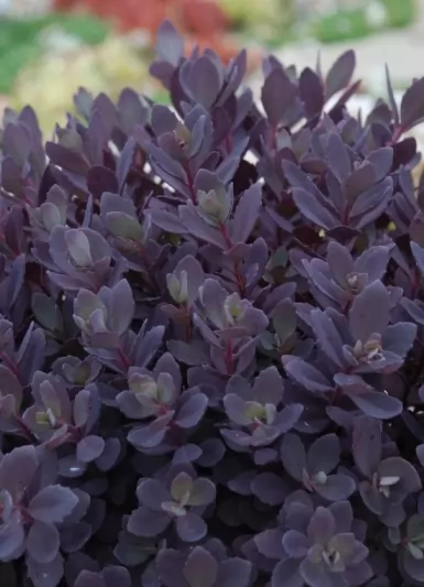 Седум, различни сортове / Sedum acre