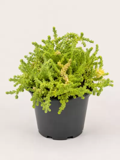 Седум, различни сортове / Sedum acre