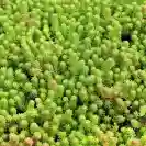 Седум, различни сортове / Sedum acre