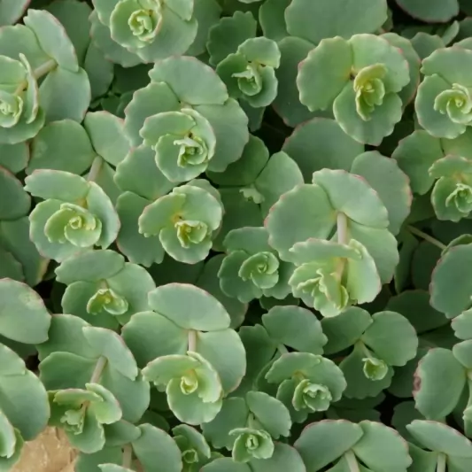 Седум, различни сортове / Sedum acre