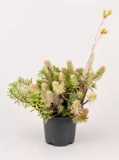 Седум, различни сортове / Sedum acre