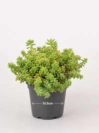Седум, различни сортове / Sedum acre