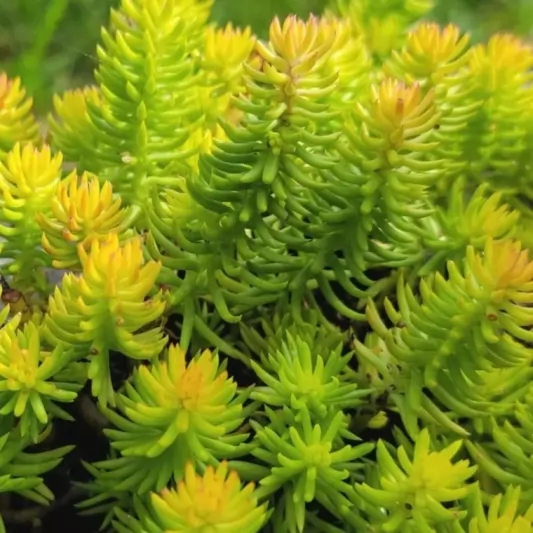 Седум, различни сортове / Sedum acre
