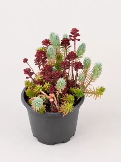 Седум, различни сортове / Sedum acre