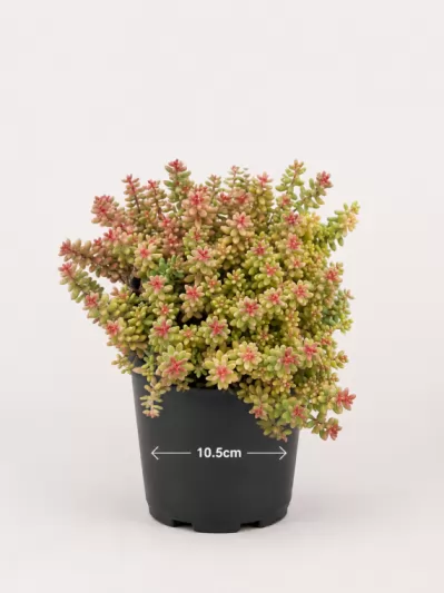 Седум, различни сортове / Sedum acre