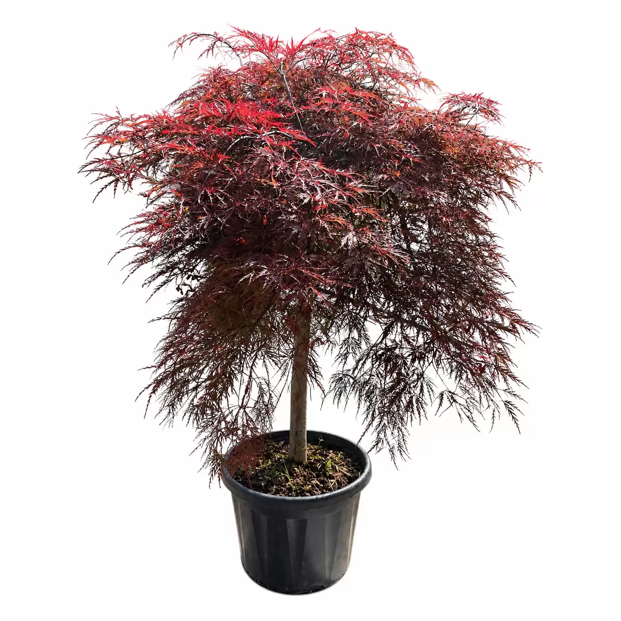 Acer palmatum 'Dissectum Garnet' Stem 50cm,  Crown 100-120cm