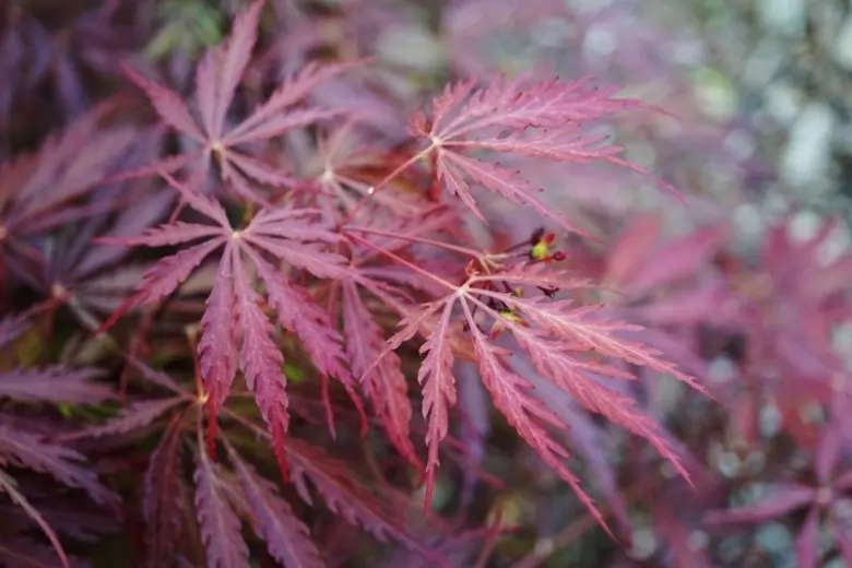 Японски клен Стъбло 220см / Acer palmatum 'Dissectum Garnet'