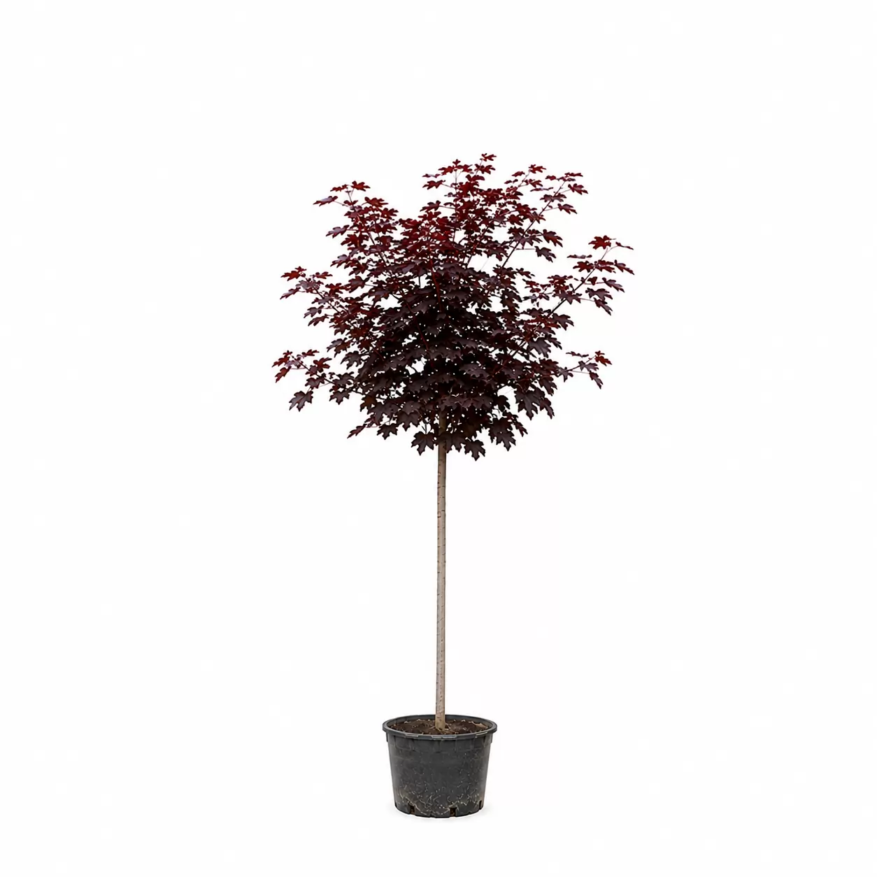 Шестил червенолистен Стъбло 120см / Acer platanoides 'Crimson Sentry'