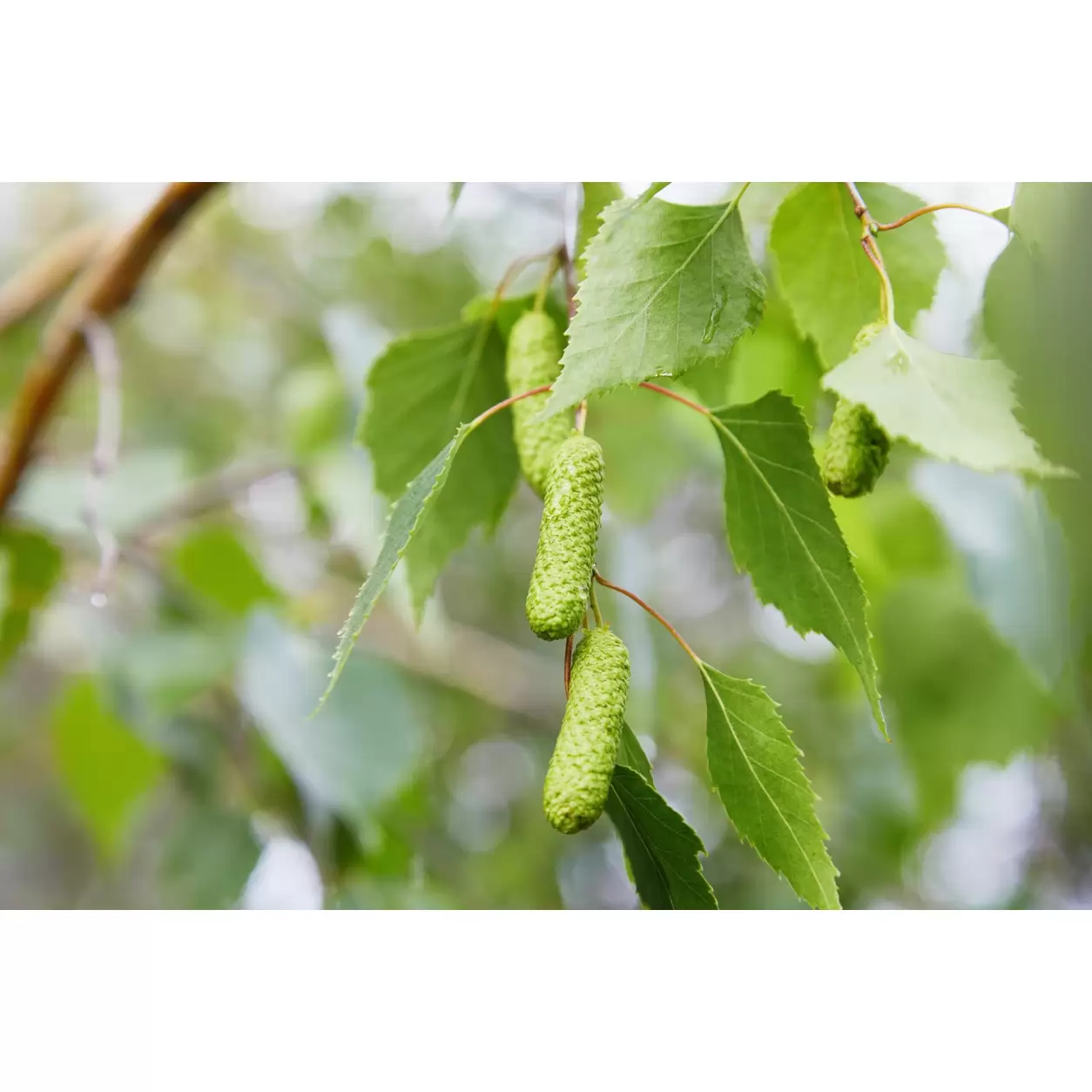 Бреза бяла Об. 16-18см / Betula pendula