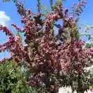 Глог Об. 8-10см / Crataegus laevigata 'Paul's Scarlet'