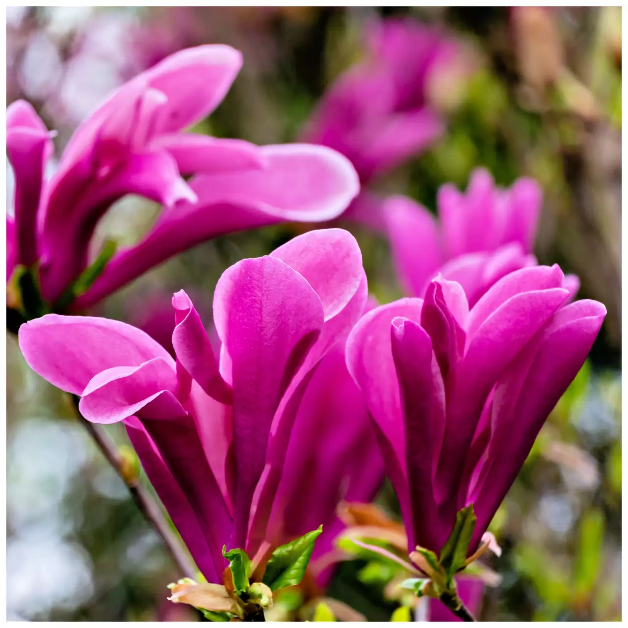 Magnolia 'Susan' Stem 100cm