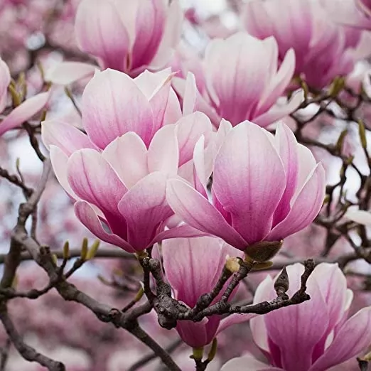 Magnolia x soulangeana 175-200cm