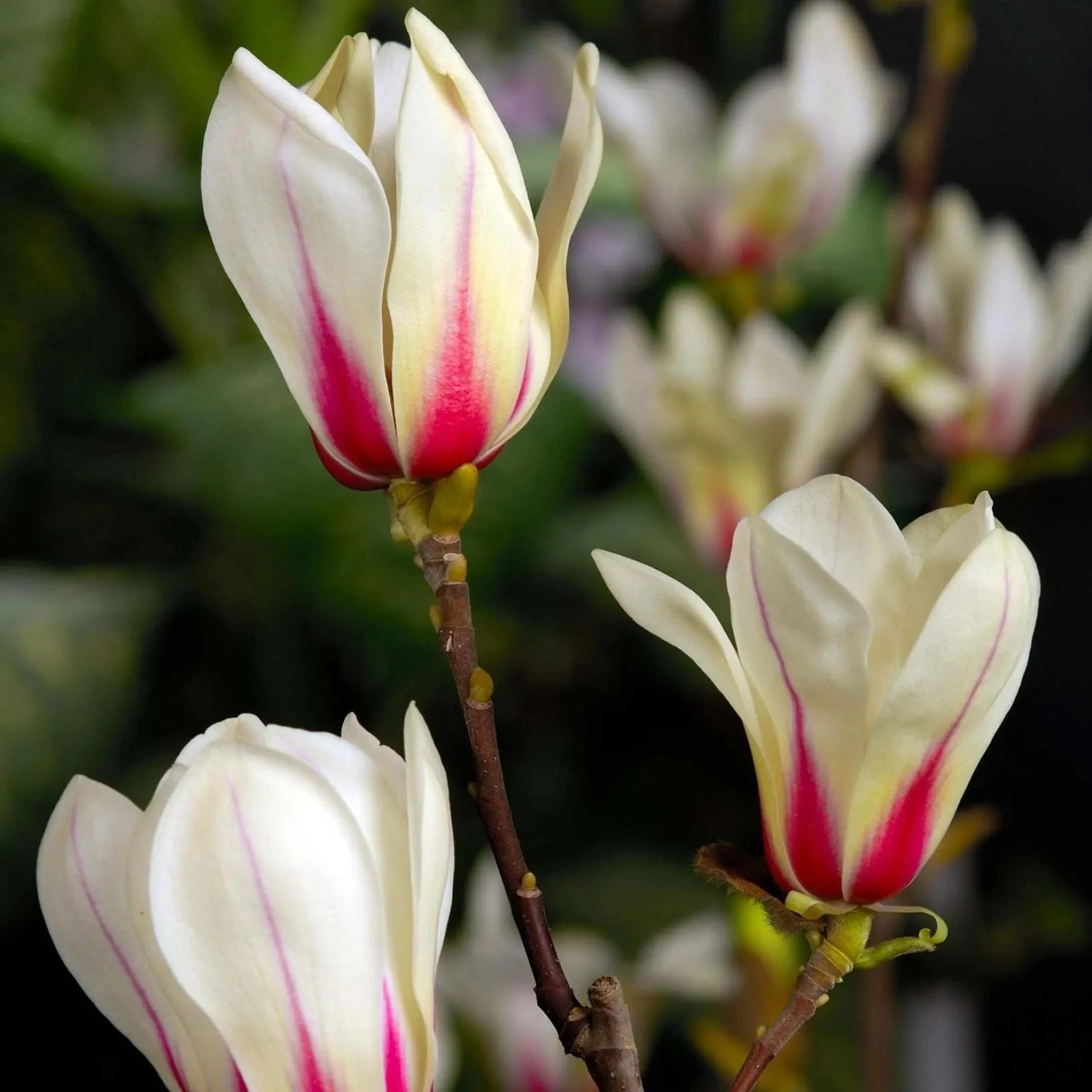 Магнолия Стъбло 150см, Об. 10-12см / Magnolia x Sunrise