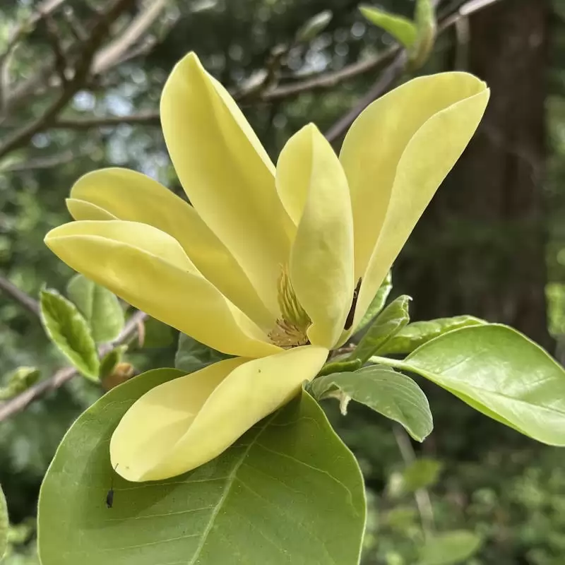 Magnolia x Daphne Stem 100cm