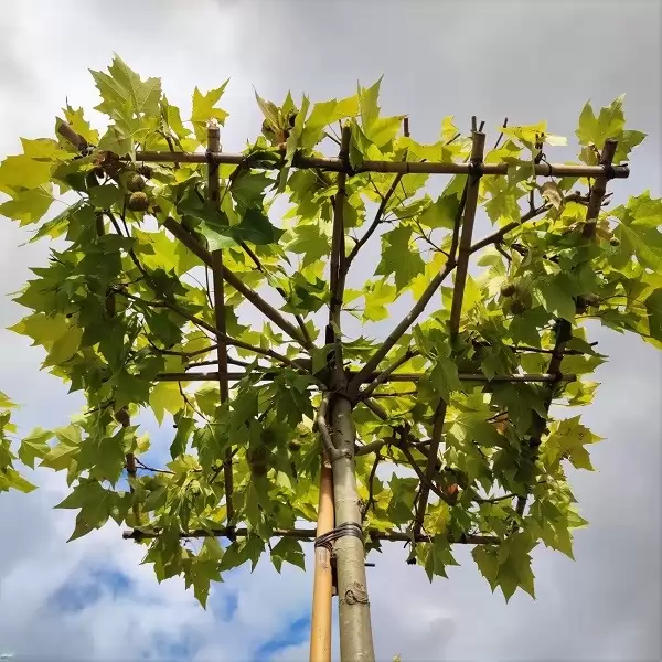 Platanus x acerifolia ‘Ombrella’ 200cm, 18-20cm
