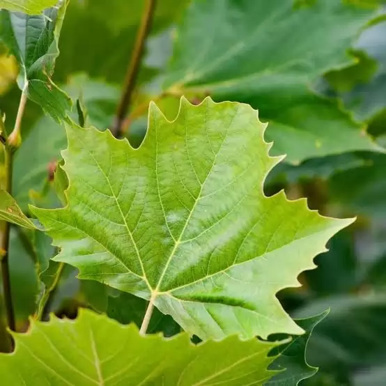 Platanus x acerifolia Girth 8-10cm