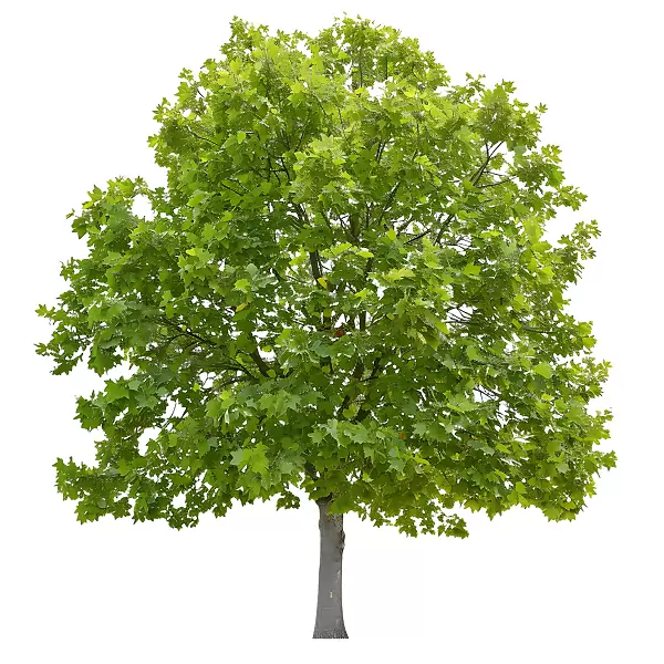Чинар яворолистен Об. 14-16см / Platanus x acerifolia