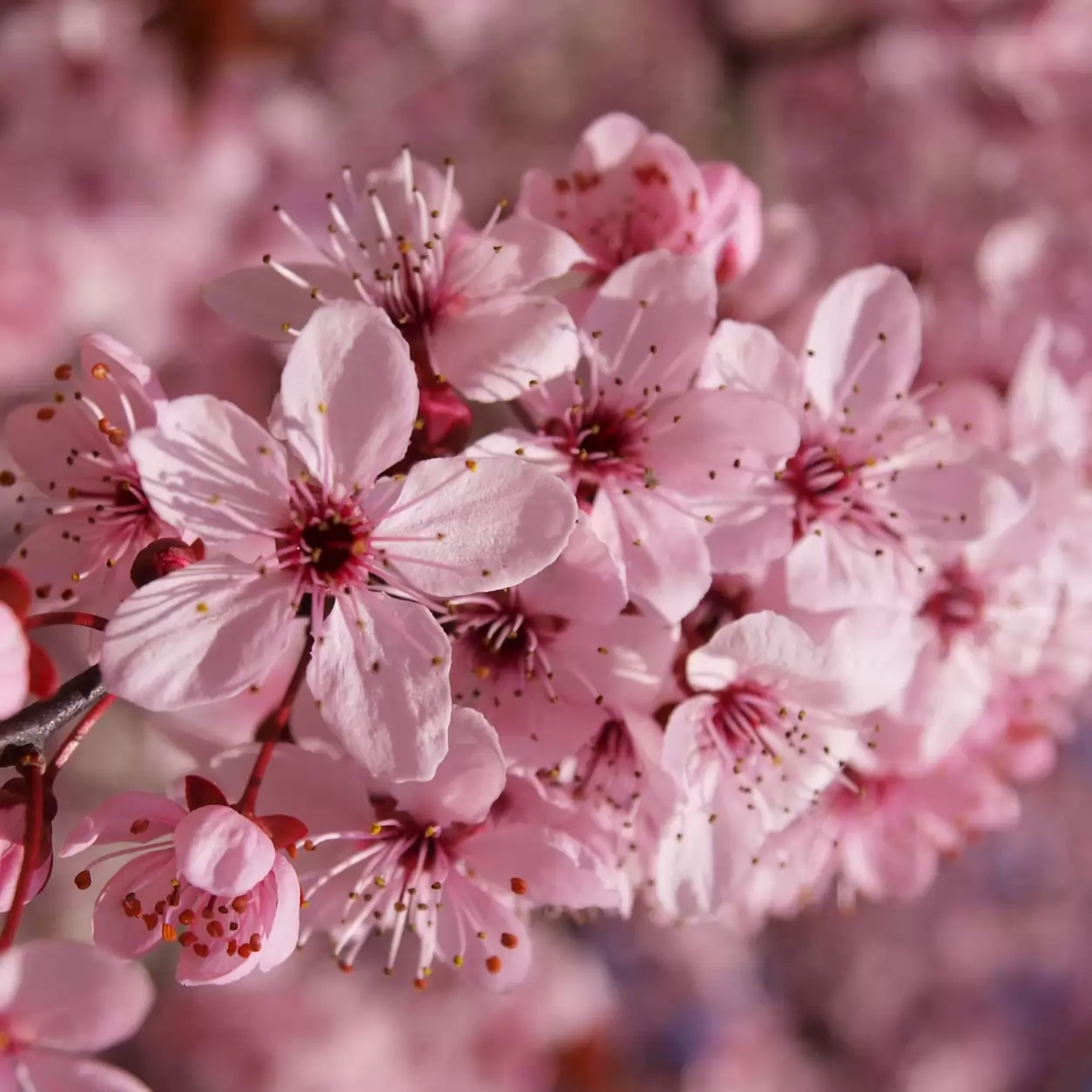 Prunus cerasifera 'Nigra' Girth 12-14cm