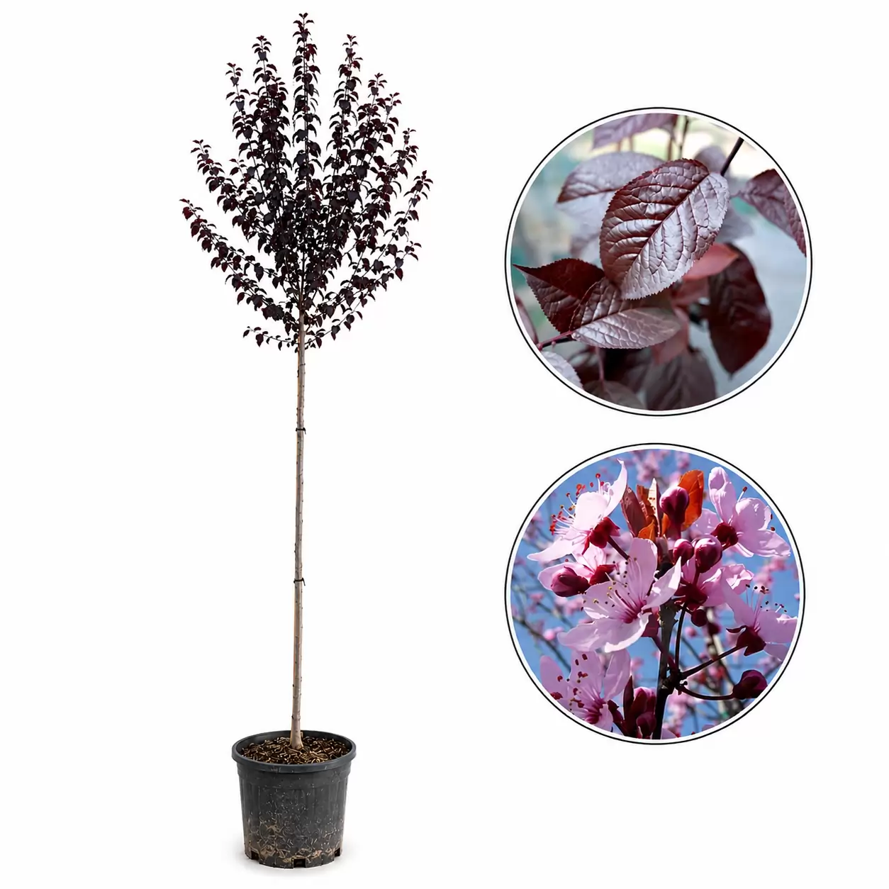 Червенолистна джанка Стъбло 200см, Об. 8-10см / Prunus cerasifera 'Nigra'