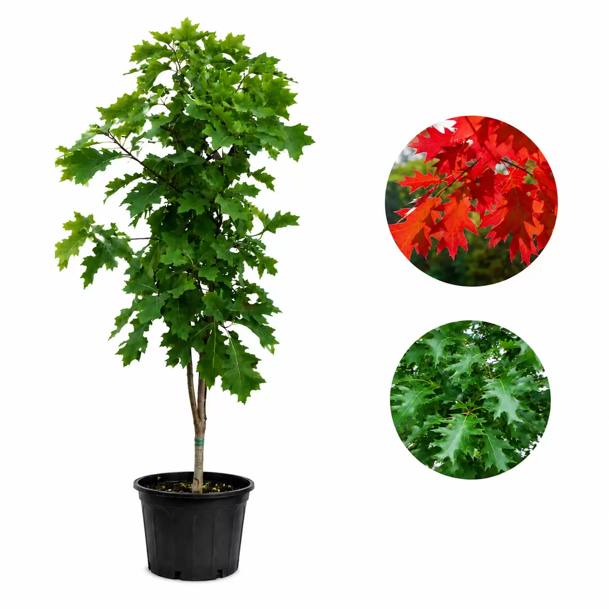 Quercus rubra 125-150cm