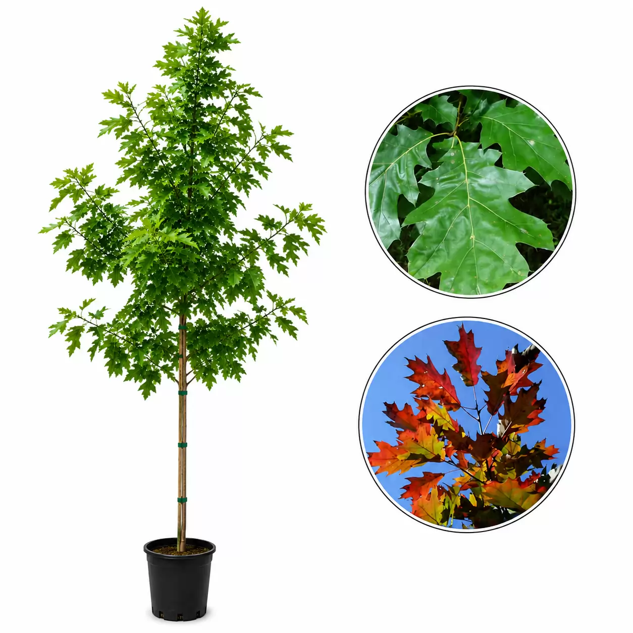 Quercus rubra Girth 6-8cm