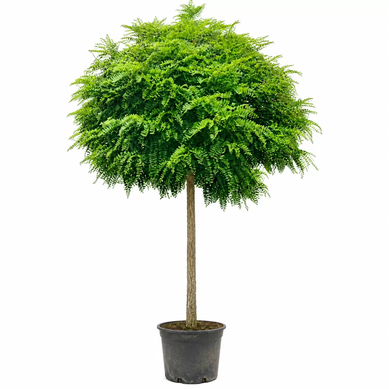 Акация Кълбовидна Стъбло 200см, Об. 10-12см / Robinia pseudoacacia ‘Umbraculifera’