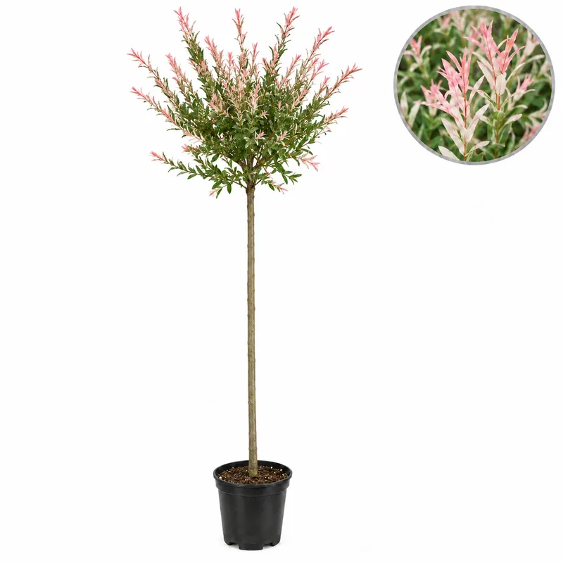 Salix integra 'Hakuro Nishiki' Stem 120cm