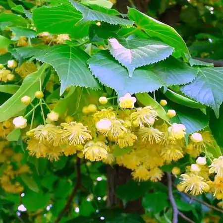 Липа сребролистна Об. 40-45см / Tilia argentea