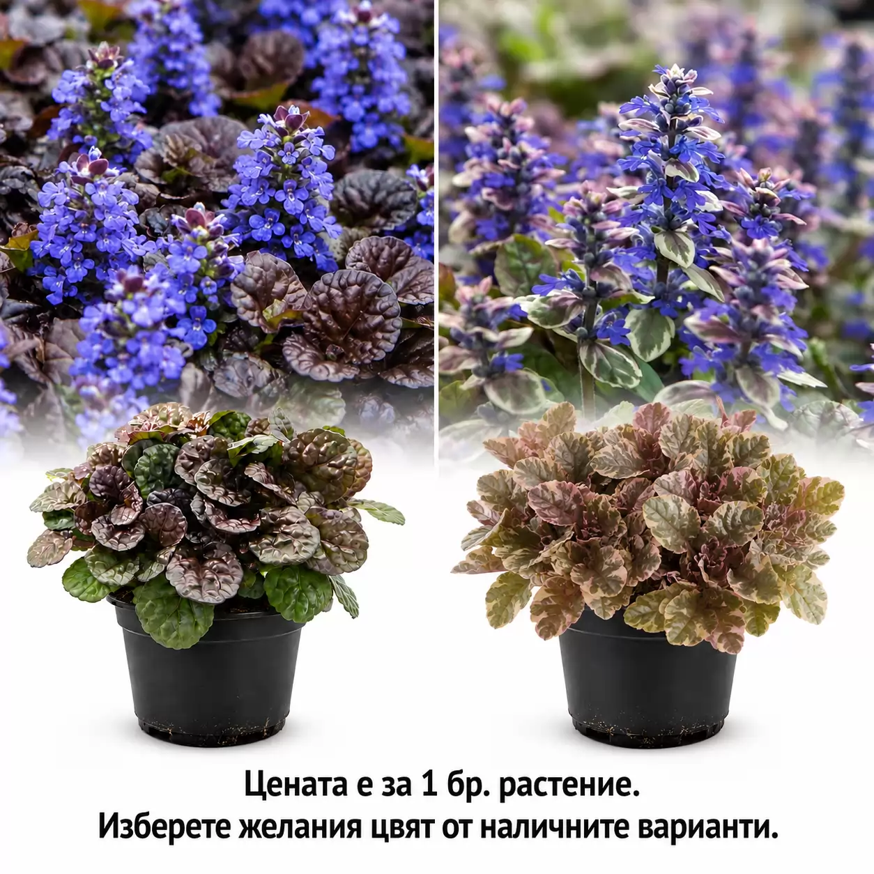 Ajuga reptans