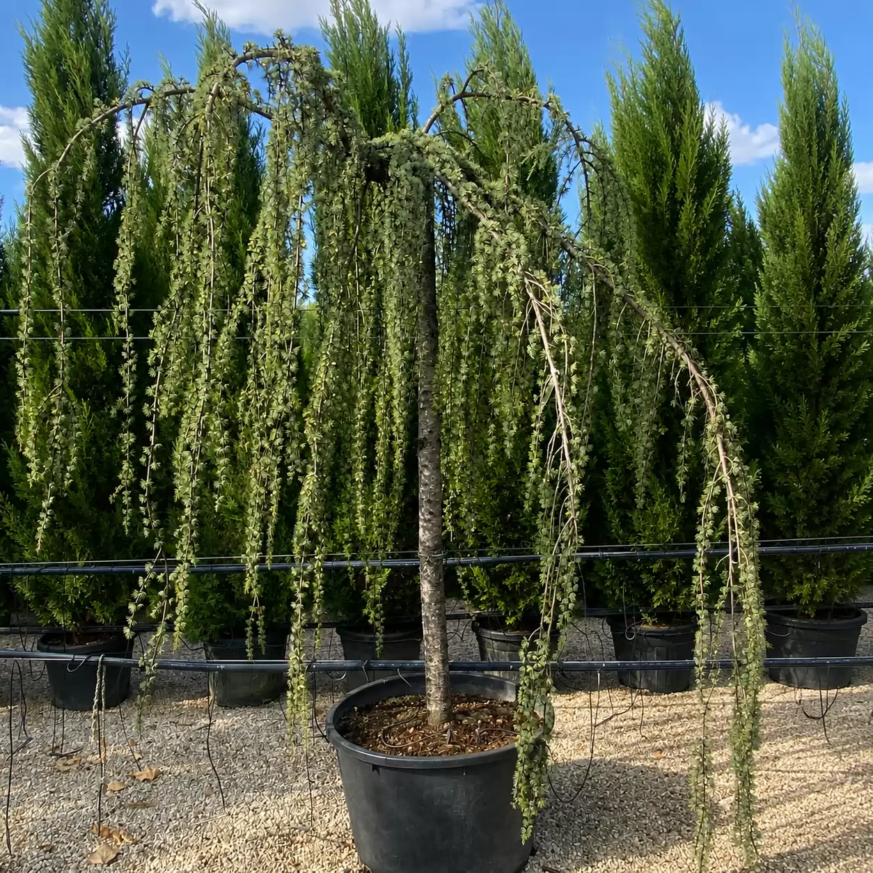 Кедър атласки Плачущ Об. 22-24см / Cedrus atlantica 'Glauca Pendula'