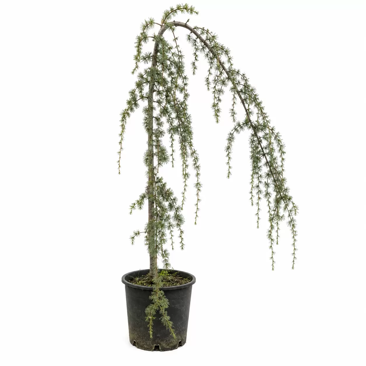 Кедър атласки Плачущ 180-200см / Cedrus atlantica 'Glauca Pendula'