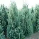 Chamaecyparis lawsoniana 'Columnaris' 125-150cm
