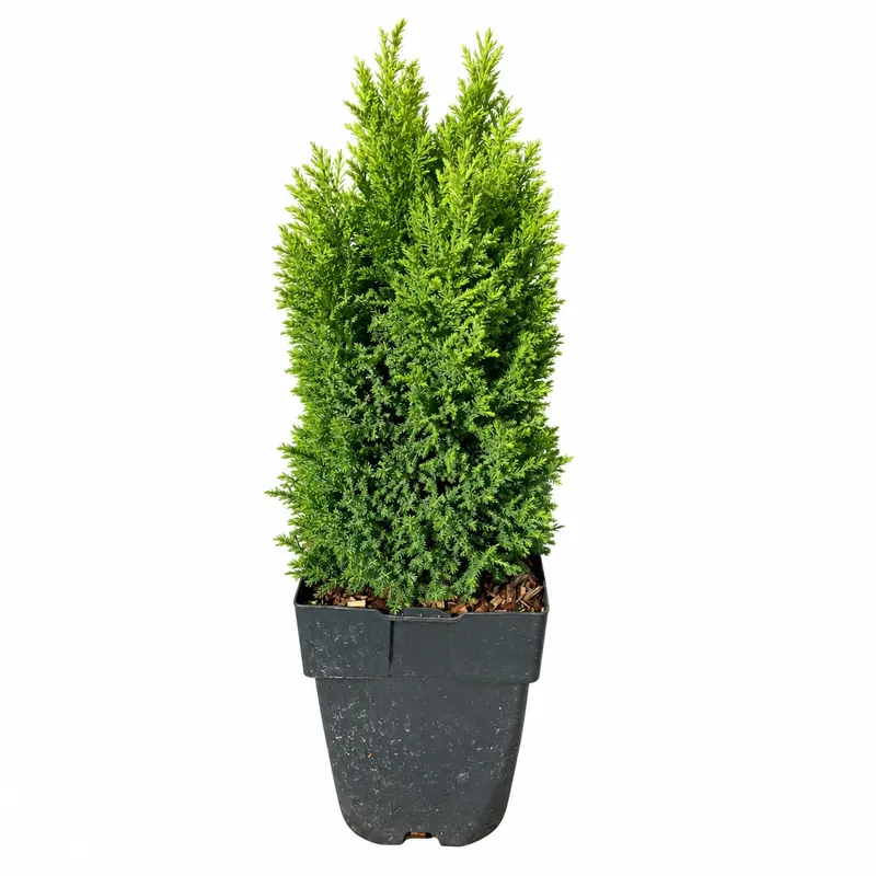 Лъжекипарис лавзонов Голд 20-30см / Chamaecyparis lawsoniana 'Ellwoodii Gold'