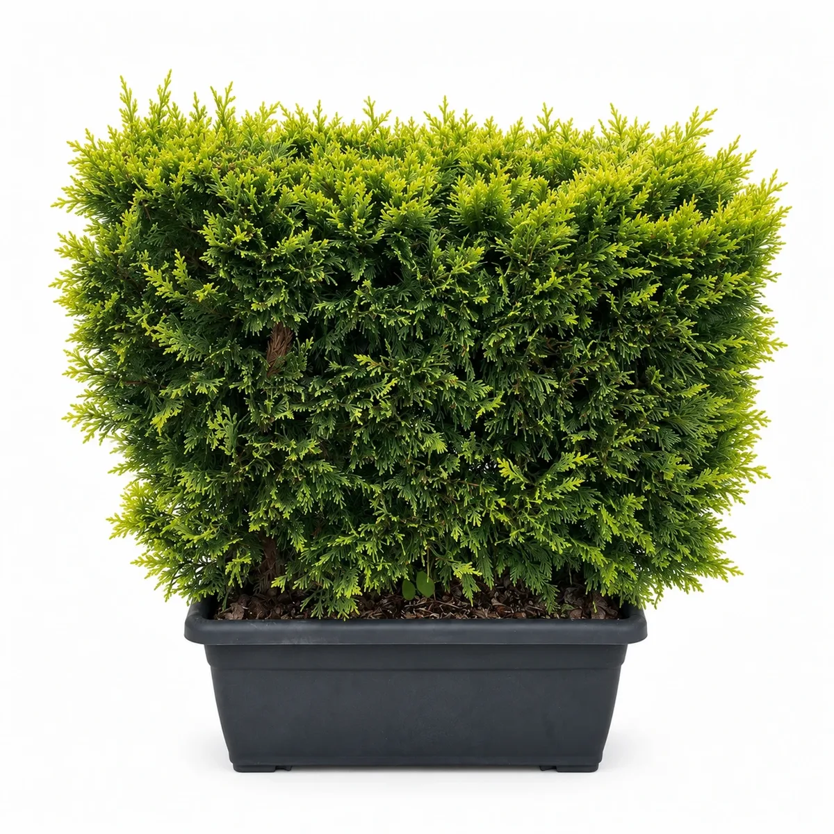 Cupressocyparis leylandii 'Gold Rider' 60-80cm