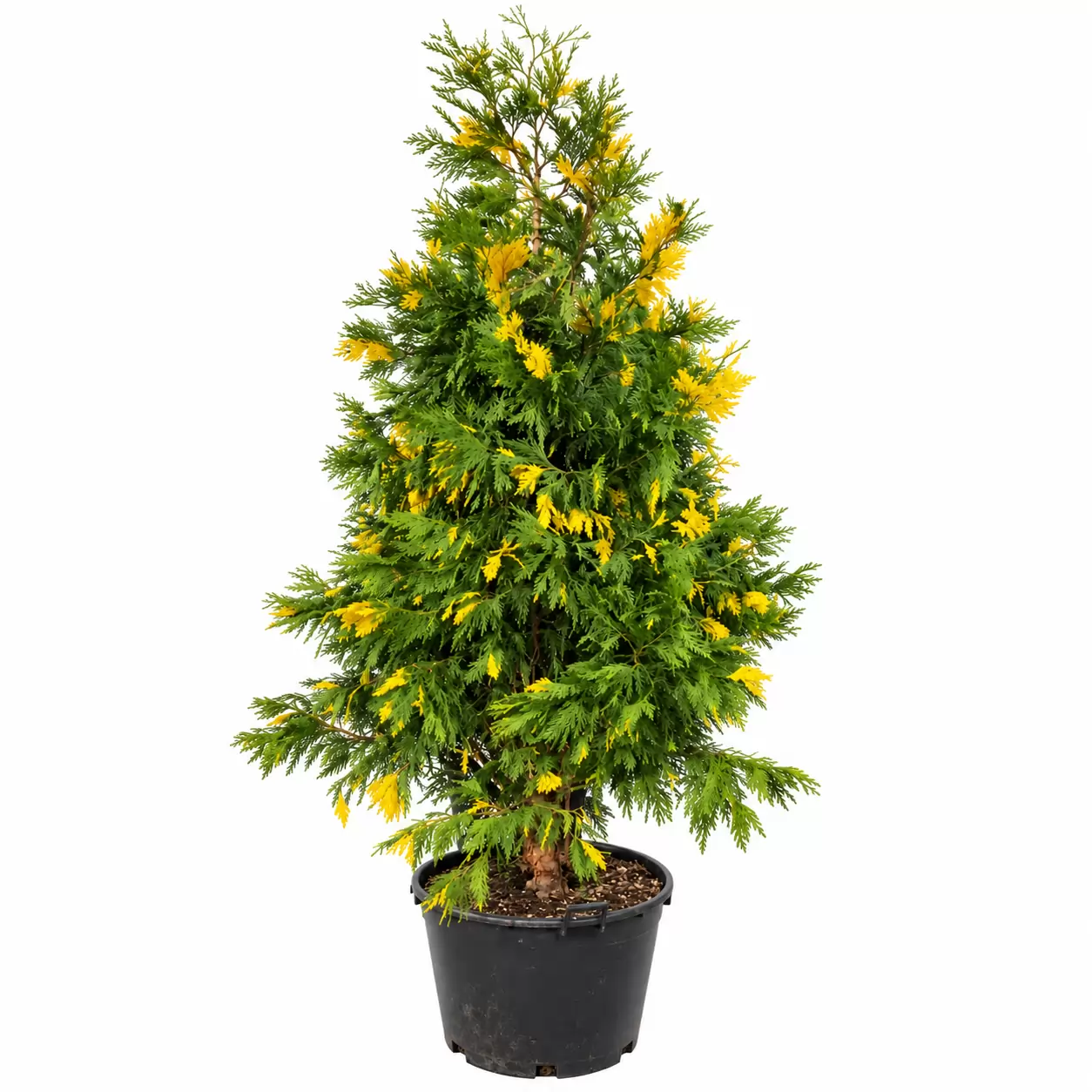 Либоцедрус 150см / Libocedrus decurrens 'Aureovariegata'