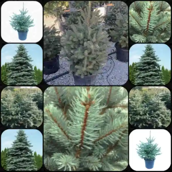 Смърч сребрист 100-125см / Picea pungens 'Glauca'