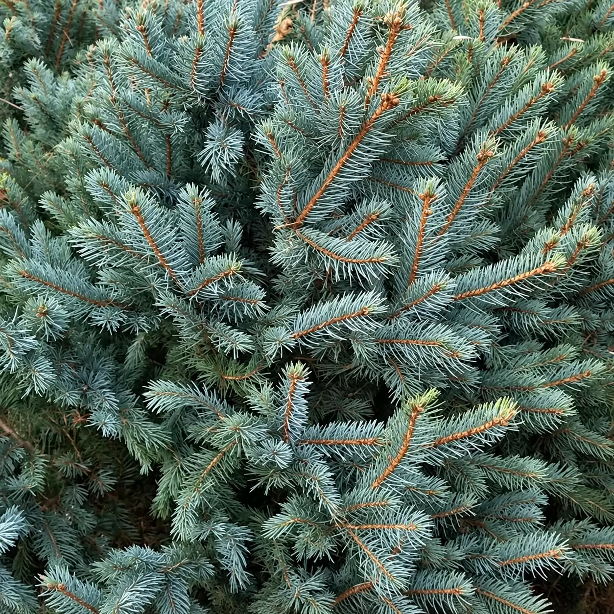 Смърч сребрист 125-150см / Picea pungens 'Glauca'