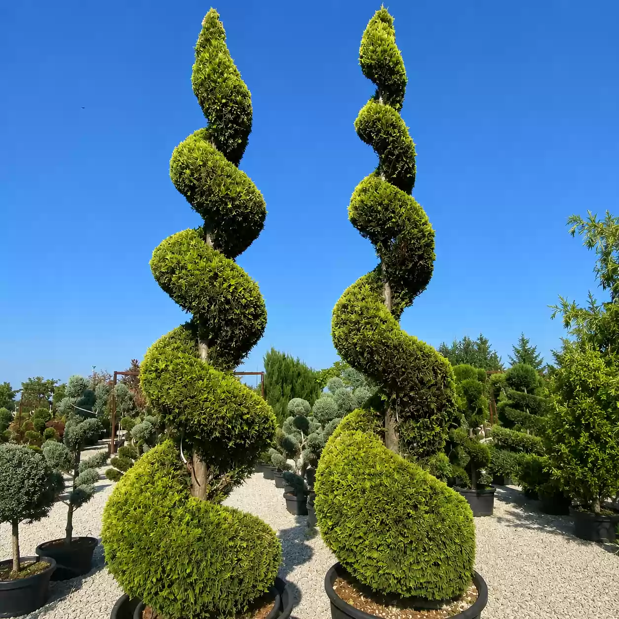 Cupressocyparis leylandii 'Gold Rider' Spiral 300-350cm