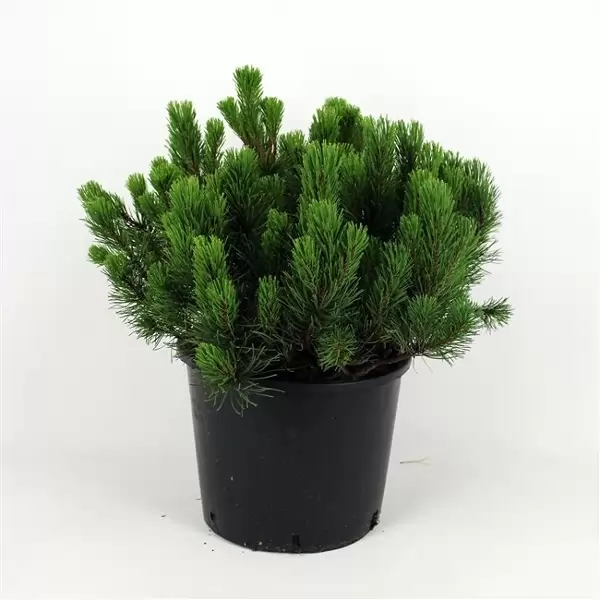 Клек 50-60см / Pinus mugo 'Pumilio'