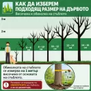 Пиния Об. 30-35см / Pinus pinea